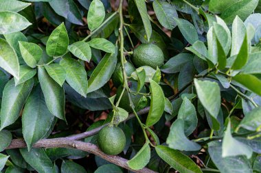 Bahçede dalların üzerinde yeşil mandalinalar.