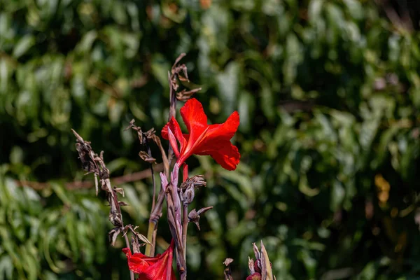 Rote Blume Garten — Stockfoto