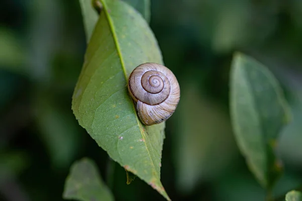 Escargot Sur Les Feuilles Mandarine Dans Caucase — Photo