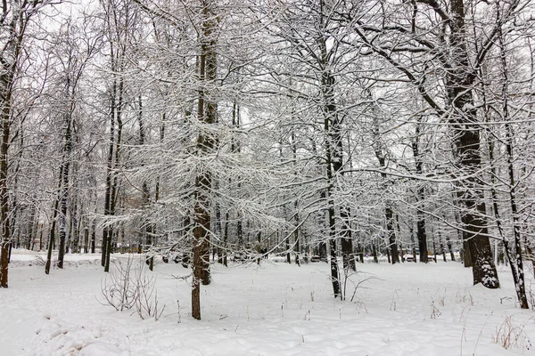 Зимовий Пейзаж Парку Засніженими Деревами — стокове фото