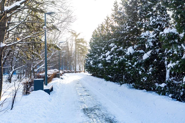 Paysage Dans Parc Par Une Journée Givrée — Photo