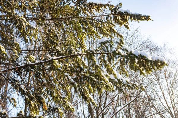 Zelené Smrkové Větve Pokryté Sněhem — Stock fotografie