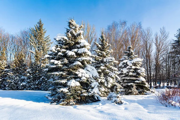 青い空を背景にモミの木がある雪に覆われた公園の風景 ストック画像