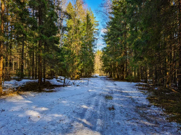 Wiosenny Krajobraz Lesie Jodłami Błękitnym Niebem — Zdjęcie stockowe