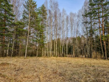 Ormanın kenarında köknar ağaçlarıyla dolu genç huş ağaçları var.
