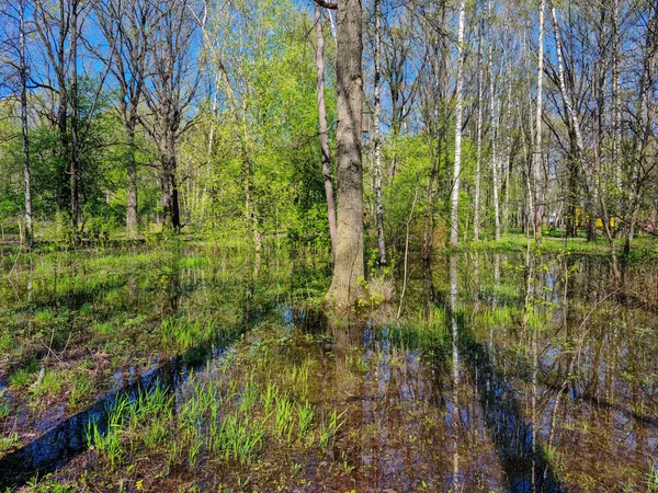 Suyun yansımasıyla açan bahar manzarası