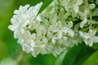 Yeşil yapraklı beyaz leylak.