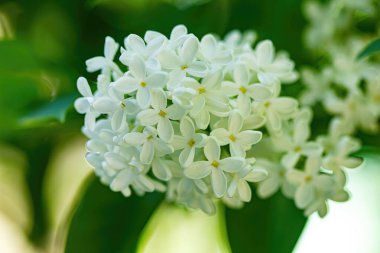 Bahçede yakın plan beyaz leylak..