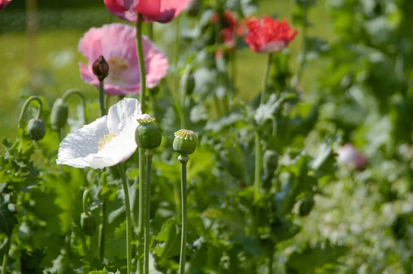 Poppy Flowers Garden Noon Day Sun — Stock Photo, Image