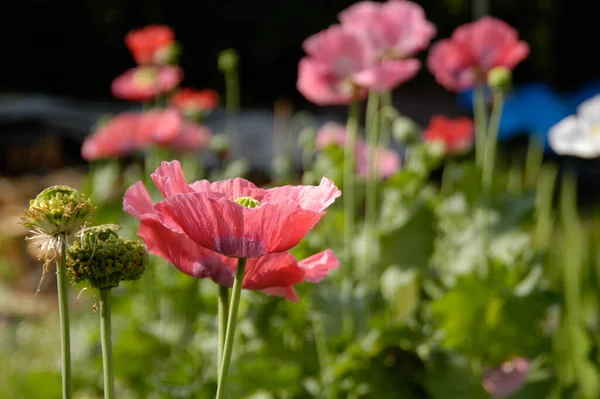 Poppy Kwiaty Ogrodzie Południe Słońce Dzień — Zdjęcie stockowe