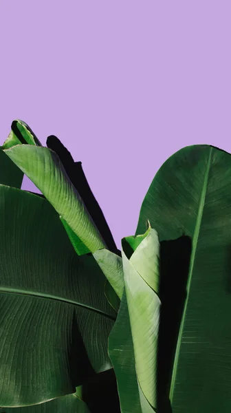 Творческая Композиция Выполненная Натуральных Летних Тропических Листьев Пастельно Фиолетовом Фоне Стоковое Фото