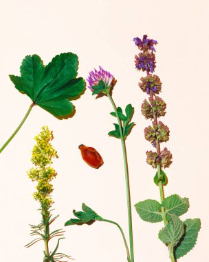 Sonbahar yabani çiçeklerinden yapılmış renkli bir düzenleme. Asgari doğal güneş ışığı düzeni. Çiğ güzellik konsepti.