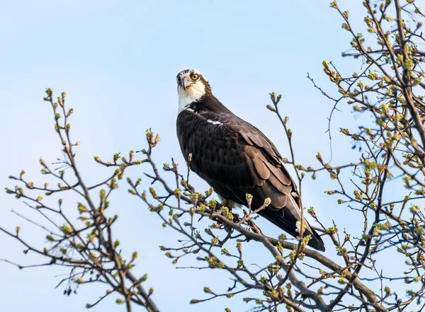 Osprey en el árbol durante la primavera —  Fotos de Stock