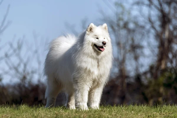 Samojed pes stojící na kopci — Stock fotografie