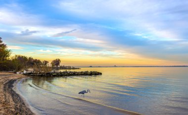 Great Blue Heron on a Chesapeake Bay beach at sunset clipart