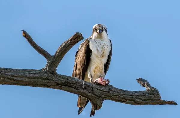 Osprey in a tree with a Rockfish over the Chesapeake Bay — Stock Photo, Image