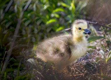 Genç Kanadalı çimenlerde otlayan Gosling