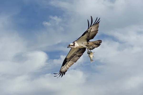 Osprey voando em nuvens com peixes — Fotografia de Stock