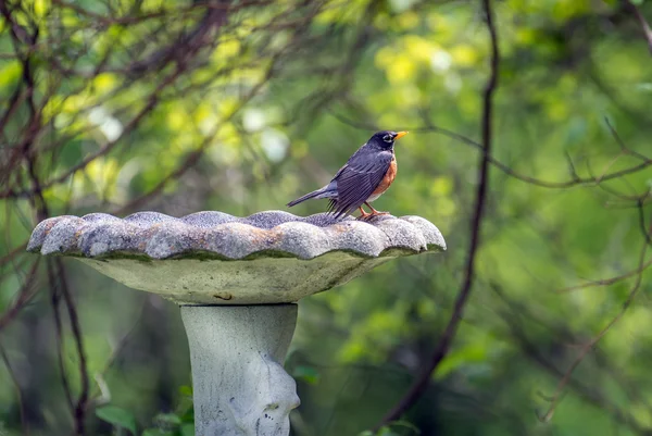 Drozd stěhovavý stojící na staré rustikální ptačí koupaliště — Stock fotografie