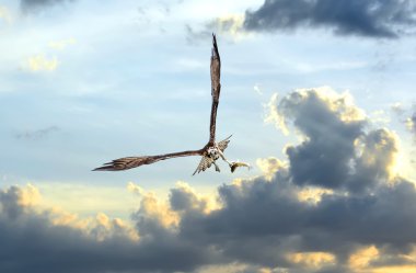 Osprey flying in clouds at sunset with fish in talons clipart