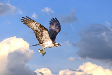 Pençe balık ile bulutlarda uçan sorguç