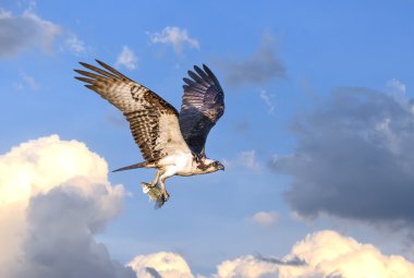 Osprey flying in clouds with fish in talons clipart