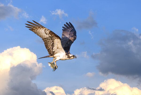 Osprey flying in clouds with fish in talons