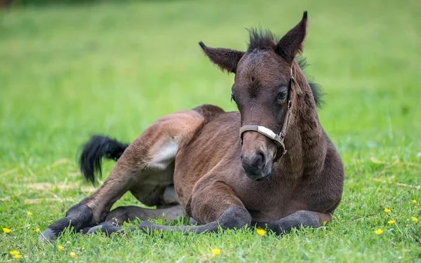 Jeune cheval pur-sang reposant dans l'herbe — Photo