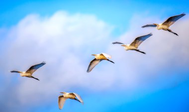 Flock of Great Egrets flying in Clouds clipart