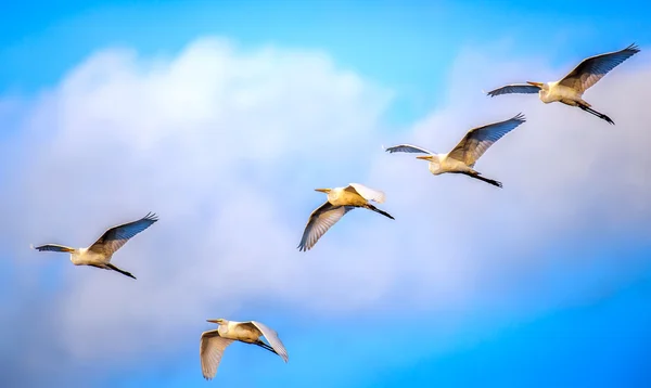 Rebanho de Grandes Egrets voando em Nuvens — Fotografia de Stock