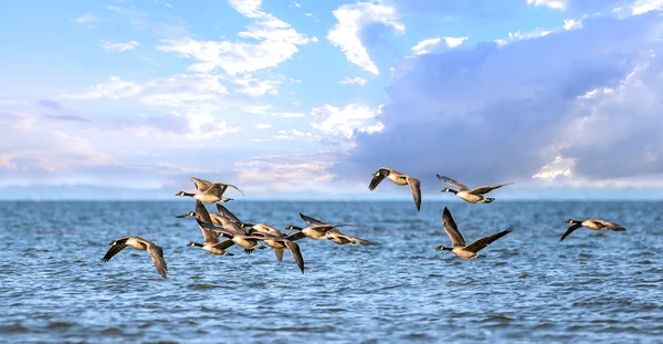 Flock av kanadagäss flyger lågt över Chesapeake Bay — Stockfoto