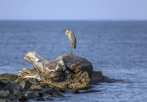 Velká modrá volavka na Chesapeake Bay — Stock fotografie