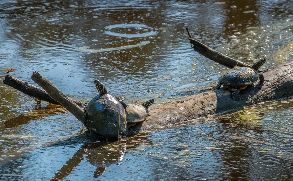 Želvy, vyhřívají na slunci v Chesapeake Bay marsh — Stock fotografie