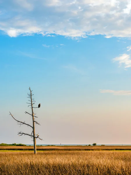 Bald Eagle spoglądający na zatokę Chesapeake — Zdjęcie stockowe