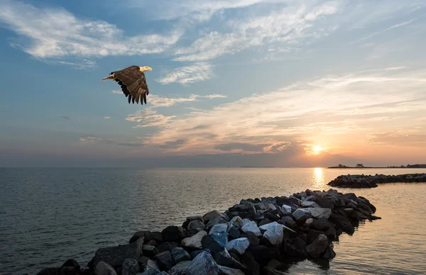 Skallig örn flyger över en brygga vid solnedgången — Stockfoto