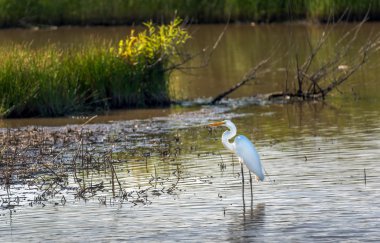 Büyük ak balıkçıl ayakta bir bataklık Chesapeake Körfezi üzerinde