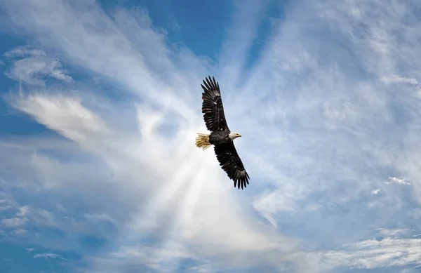 Magnificent Alaskan Bald Eagle Soaring High in the clouds with sunrays