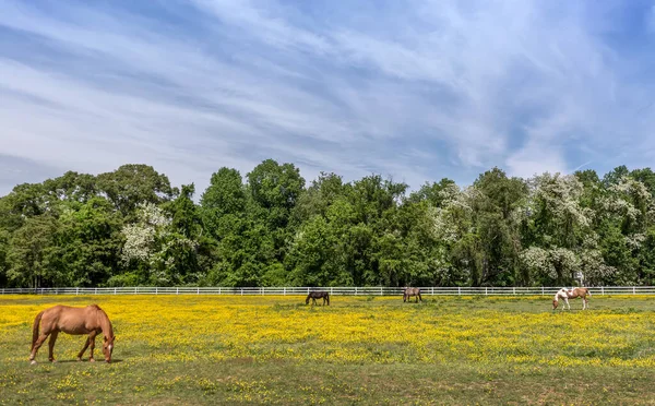 Horses Quietly Grazing Field Buttercups Maryland Farm Springtime — Φωτογραφία Αρχείου