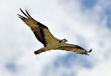 Osprey Soaring clipart
