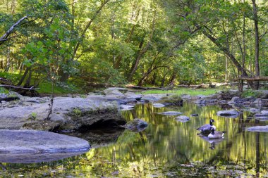 Maryland Appalachian dağ dere