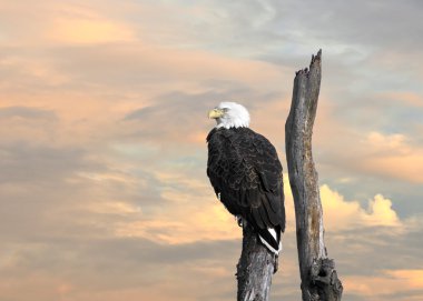 Kel kartal ilham