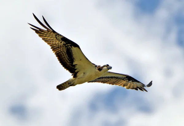 Osprey Soaring — Stock Photo, Image