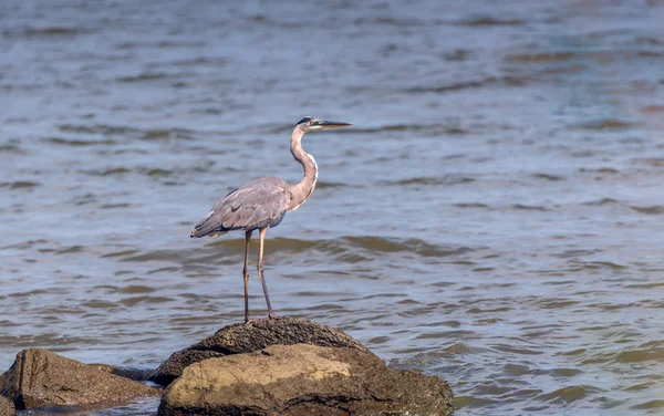 Great Blue Heron blick — Stockfoto