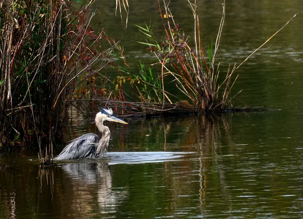 Blue Heron rybník — Stock fotografie