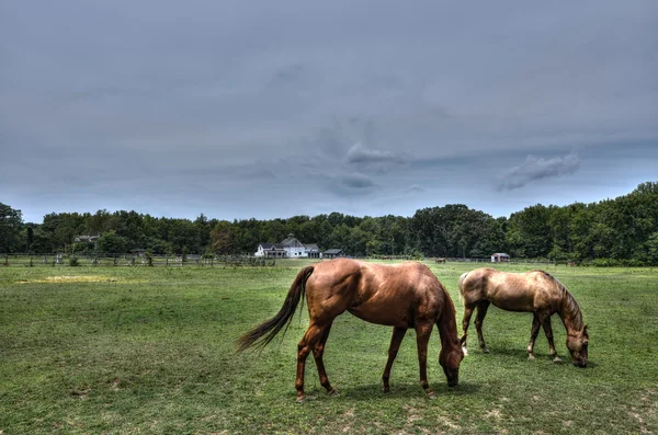 Cavalli al pascolo in una fattoria del Maryland — Foto Stock