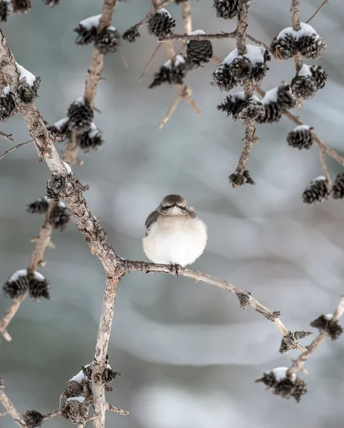 Winter Mockingbird — Stock Photo, Image