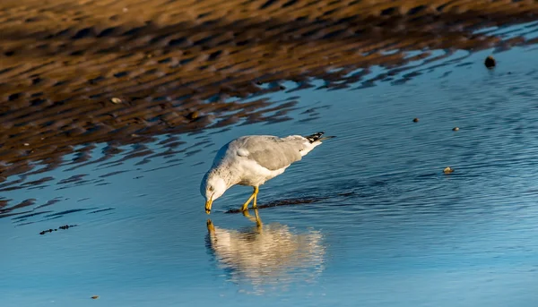 Seagull reflektioner — Stockfoto