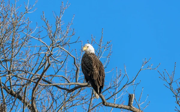 Bald Eagle duma — Zdjęcie stockowe