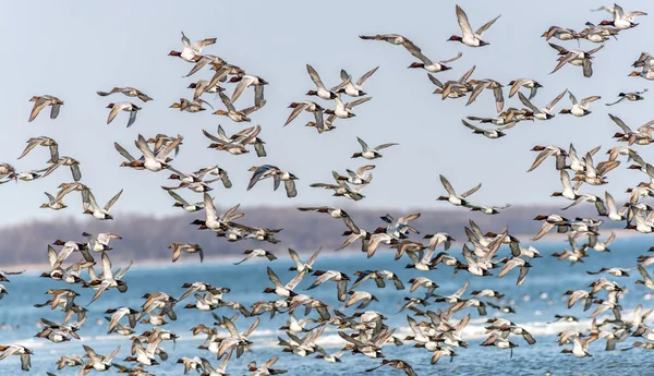 Canvasback Duck Chaos — Stockfoto