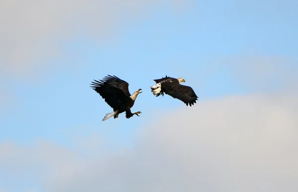 Calvo águila amor — Foto de Stock